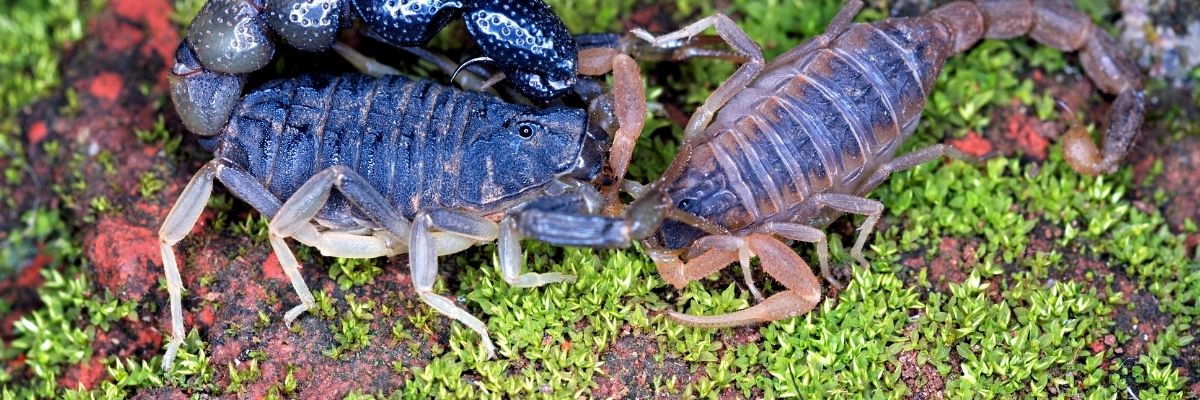 Cannibalization Rehberi